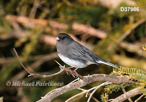 Dark-eyed Junco (Junco hyemalis)